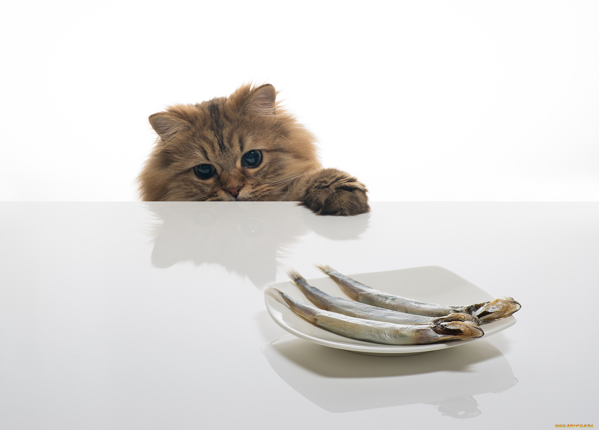 , , , benjamin, torode, daisy